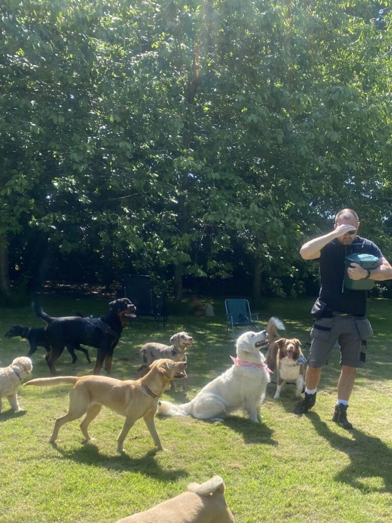 DD website JPH Dogs